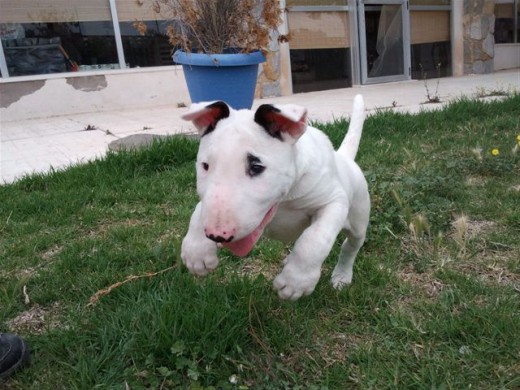 Tronos con dos meses y 10 kilitos ya! Tronos con dos meses y 10 kilitos ya!